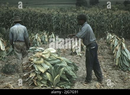 Burley-Tabak wird auf Stäbchen gelegt, um nach dem Schneiden zu welken, bevor er zum Trocknen und Aushärten in die brn auf der Russell Spears' Farm in der Nähe von Lexington, Kentucky, gebracht wird. Stockfoto