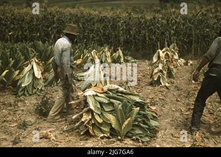 Schneiden von Burley-Tabak und Aufsetzen auf Stäbchen zum Wilden, bevor Sie ihn in den aushärtenden und trocknenden Stall auf der Russell Spears' Farm in der Nähe von Lexington, Kentucky, bringen. Stockfoto