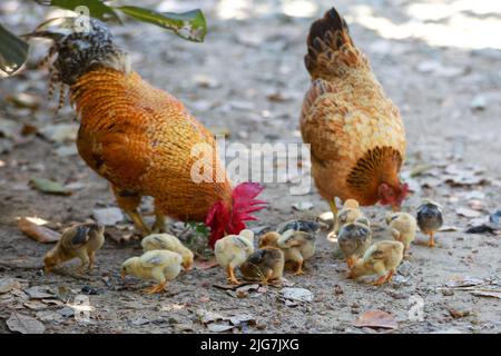 Hühner und Hühner in einem ländlichen Hof, Freilandhaltung. Nachhaltige Wirtschaft.natürliche Landwirtschaft. Stockfoto