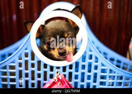 Kleiner junger chiwawa Hund im lustigen Korb Stockfoto