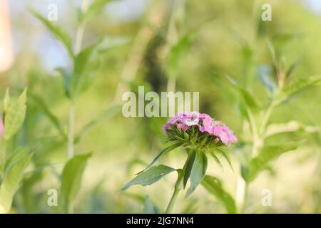 Blühender Zweig der purpurnen Phlox im Sommer im Garten. Weicher, unscharfer selektiver Fokus. Stockfoto