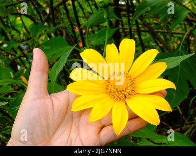 Frau hält einige der wilden Sonnenblumen aus den bunten Büschen der Blüte in gelb Stockfoto