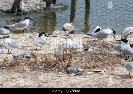 Sandwich-Seeschwalben, Zuchtkolonie auf Brownsea Island, Dorset, England, Großbritannien Stockfoto