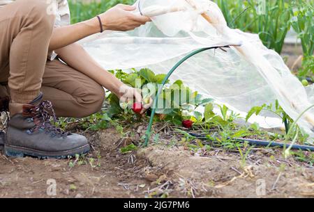 Nicht erkennbarer junger Mann, der Erdbeeren aus der Ernte im Garten mit einem kleinen warmen Haus in der Natur aufholt Stockfoto