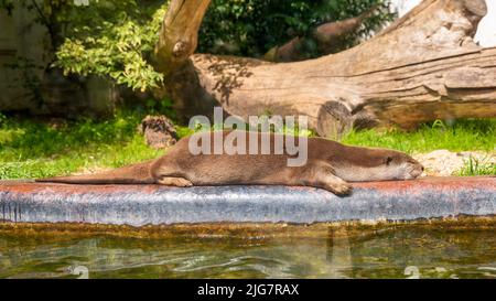 Ein glatt beschichteter Otter, der auf dem Boden in der Nähe des Wassers im Park liegt Stockfoto