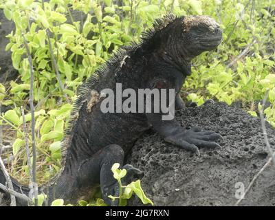 Ein Galapagos Marine-Leguan, der sich in der Sonne auf einem Lavastein erwärmt. Strand von La Loberia San Cristobal Insel Galapagos Stockfoto