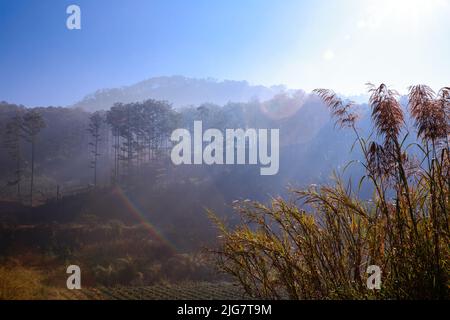 Morgengrauen auf dem Hügel am Morgen, wenn Sonnenlicht den Nebel in die Täler im Wald eindringt, um eine geheimnisvolle Schönheit im Hochland zu schaffen. Stockfoto