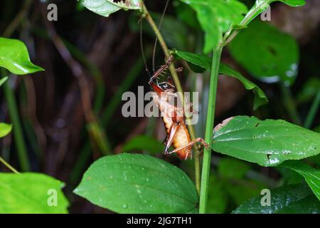 Hexacentrus ist die Typus-Gattung der Buschgrillen in der Unterfamilie Hexacentrinae. Auf einem Blatt mit Regenwasser auf seinem Körper und seinen Blättern sitzend. Stockfoto