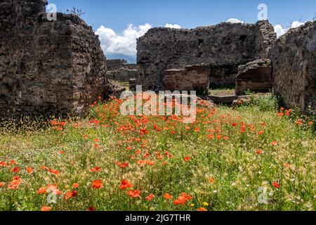 Mohnblumen wachsen in den Ruinen von Pompeji, Neapel, Compania, Italien Stockfoto