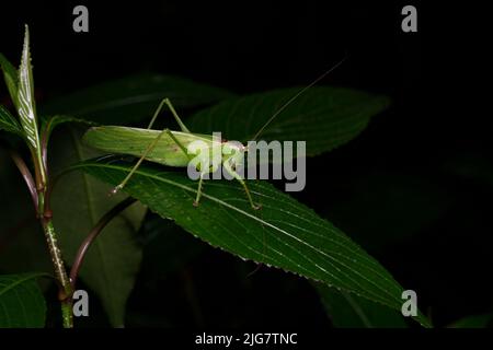 Hexacentrus ist die Typus-Gattung der Buschgrillen in der Unterfamilie Hexacentrinae. Auf einem Blatt mit Regenwasser auf seinem Körper und seinen Blättern sitzend. Stockfoto