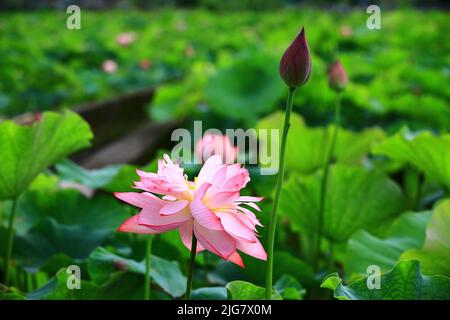 Blühende farbenfrohe Pfingstrosen-Lotusblumen, Nahaufnahme von Rosa mit gelber Pfingstrosen-Lotusblume, die im Sommer im Teich blüht Stockfoto