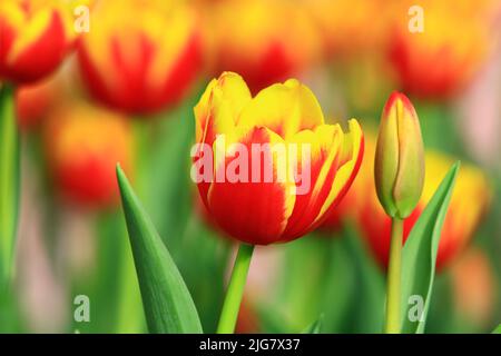 Erstaunliche Ansicht der blühenden bunten Tulpenblumen, schöne gelbe mit orange Tulpenblüten im Garten blühen Stockfoto