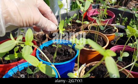 4K Video, die Hände einer weiblichen Agronomin in Handschuhen, überprüfen Sie die jungen Sämlinge von Zucchini, bevor sie in den Boden Pflanzen. Das Konzept der gesunden Organi Stockfoto