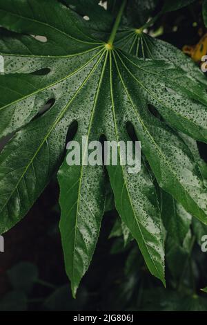 Fatsia japonica (Fatsi, japanische Aralia, Hochglanzblättrige Papierpflanze, falsche Rizinusölpflanze, Feigenblattpalme) ist ein Strauch Stockfoto
