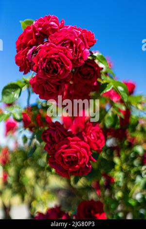 Blumen in einem Garten in Niederbayern Stockfoto