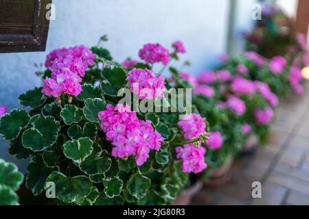 Blumen in einem Garten in Niederbayern Stockfoto