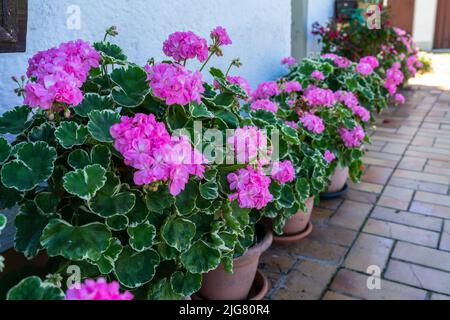 Blumen in einem Garten in Niederbayern Stockfoto