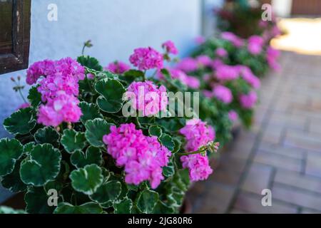 Blumen in einem Garten in Niederbayern Stockfoto