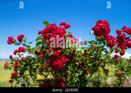 Blumen in einem Garten in Niederbayern Stockfoto