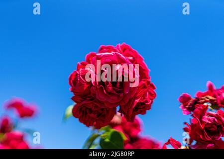 Blumen in einem Garten in Niederbayern Stockfoto