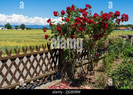 Blumen in einem Garten in Niederbayern Stockfoto