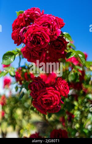 Blumen in einem Garten in Niederbayern Stockfoto