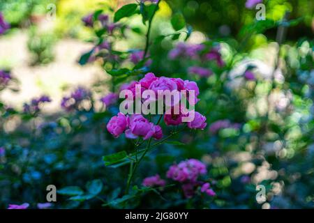 Blumen in einem Garten in Niederbayern Stockfoto