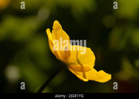 Eine Nahaufnahme eines gelben Marigoldes (caltha palustris), der vor einem verschwommenen grünen Hintergrund wächst Stockfoto