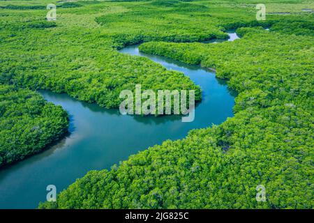 Gambia Mangroven. Luftaufnahme der Mangrovenwald in Gambia. Foto von drohne von oben. Afrika Landschaft. Stockfoto