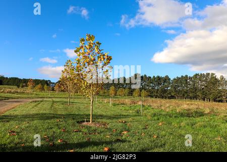 A beautiful view of an autumnal tree in the park green meadows Stockfoto