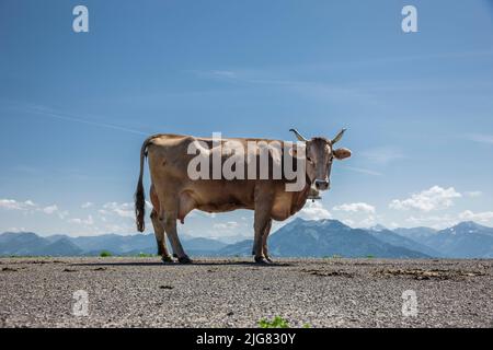 Milchkuh in den österreichischen Alpen Stockfoto