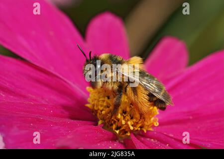Nahaufnahme einer weiblichen Pantaloon-Biene, Dasypoda hirtipes, die auf einer leuchtend violetten Cosmos-Blume im Garten sitzt Stockfoto