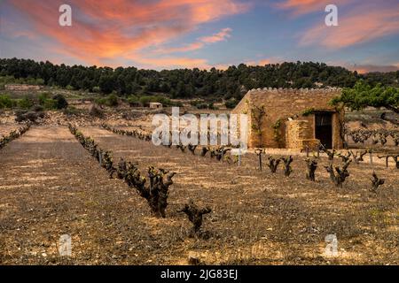 Weinbergfelder bei Sonnenuntergang an einem Frühlingstag in der Herkunftsregion Conca de Barbera in Katalonien, Spanien Stockfoto