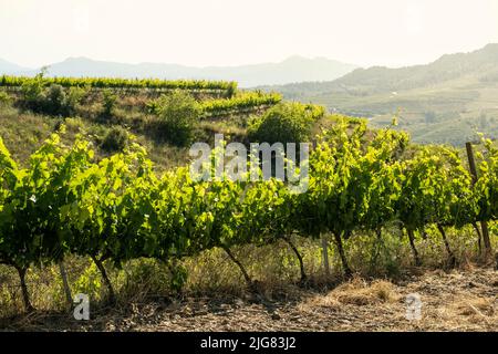 Weinberge in der Weinregion Priorat in Tarragona in Katalonien, Spanien Stockfoto