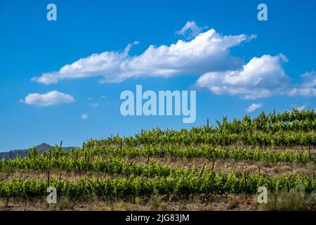 Weinberge in der Weinregion Priorat in Tarragona in Katalonien, Spanien Stockfoto