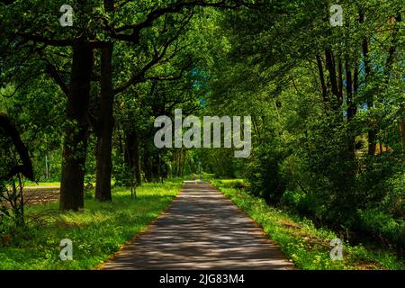 Schöne Rad- und Skate-Strecke abseits der Städte im Sommer im Land Brandenburg in Deutschland, flaeming Skate-Abschnitt bei Luckenwalde Stockfoto