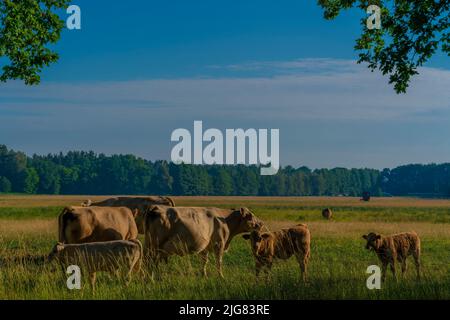 Kühe mit ihren Kälbern am frühen Morgen auf einer Weide Stockfoto