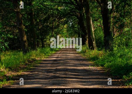 Schöne Waldstraße im Sommer in Deutschland, viel Licht und Schatten, große Eichen entlang des Weges Stockfoto
