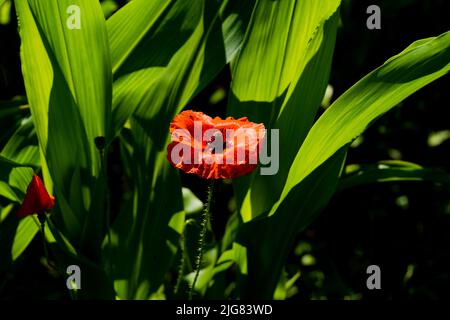 Offene Mohnblüte im Sommer in einem Maisfeld, auf der Blüte viele Insekten Stockfoto