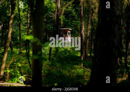 Versteckte Jagdhütte für Jäger im Wald, geringe Schärfentiefe, weiches Bokeh Stockfoto