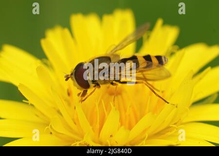 Nahaufnahme einer kleinen, gebänderten Schwebfliege, Syrphus ribesii, die auf einem gelben Hawksbeard sitzt, blüht Crepis biennis im Garten Stockfoto