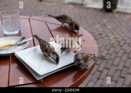 Mehrere Sperlinge sitzen auf einem Tisch und essen die Krümel eines Kuchens. Stockfoto