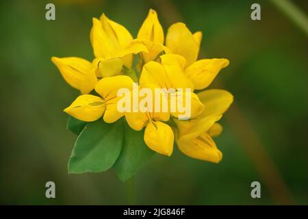 Detaillierte Nahaufnahme der gelben Blume eines großen Trefoil, Lotus pedunculatus, im Feld Stockfoto