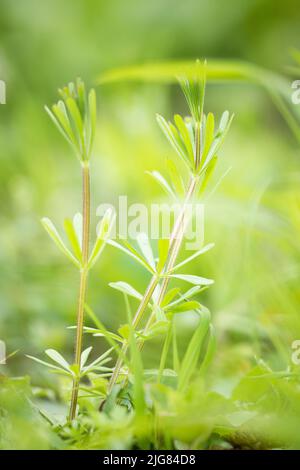 Klettverschluss-Ragwort, Detail Stockfoto