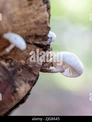 Eine vertikale Nahaufnahme von Oudemansiella mucida, allgemein bekannt als Porzellanpilz in Foxholes, England. Stockfoto