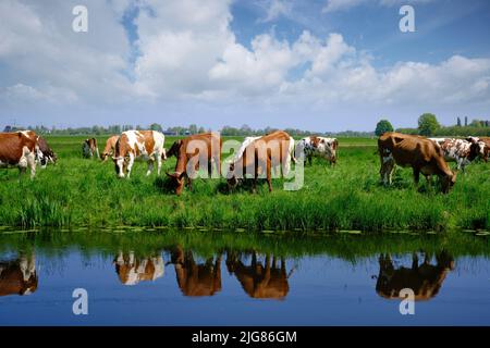 rote und weiße Kühe im niederländischen grünen Wiese in den Niederlanden unter blauem Himmel mit weißen Wolken Stockfoto