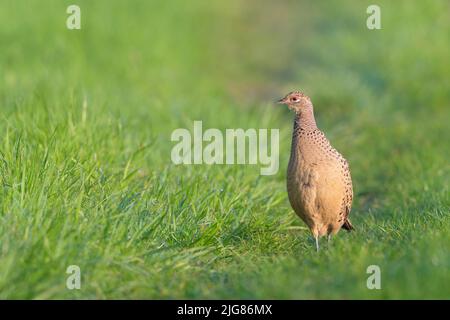 Fasanenhuhn (Phasianus colchicus) auf einer Wiese, April, Frühling, Hessen, Deutschland Stockfoto