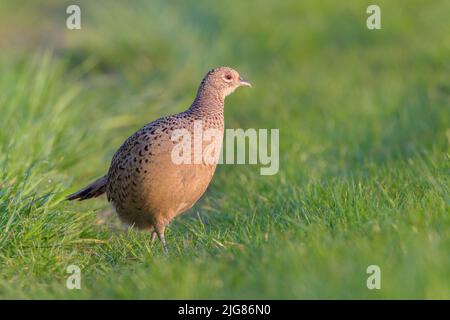 Fasanenhuhn (Phasianus colchicus) auf einer Wiese, April, Frühling, Hessen, Deutschland Stockfoto