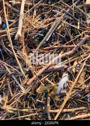 Nahaufnahme von Stöcken und Zweigen Stockfoto