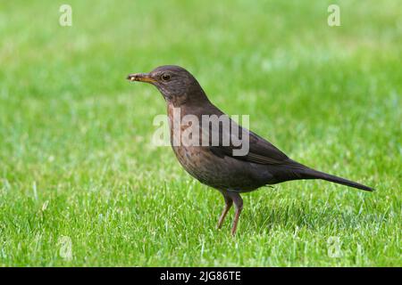 Amsel (Turdus merula) mit einem Wurm im Schnabel, Weibchen, Deutschland Stockfoto